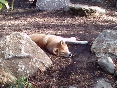 Dingo Resting.jpg